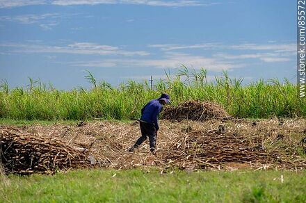 Cañero (también llamados peludos) cortando caña de azúcar - Artigas - URUGUAY. Photo #85572