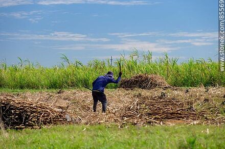 Cañero (también llamados peludos) cortando caña de azúcar - Departamento de Artigas - URUGUAY. Foto No. 85569