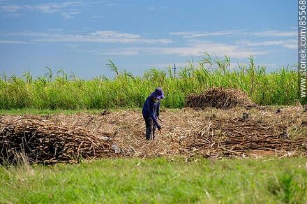 Cañero (también llamados peludos) cortando caña de azúcar - Artigas - URUGUAY. Photo #85568