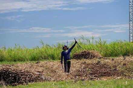 Cañero (también llamados peludos) cortando caña de azúcar - Departamento de Artigas - URUGUAY. Foto No. 85564