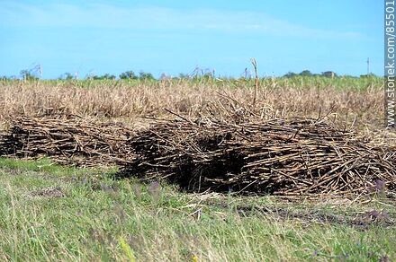 Harvested sugar cane - Artigas - URUGUAY. Photo #85501