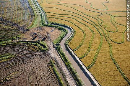 Ricefield in Uruguay - Department of Rocha - URUGUAY. Photo #29439