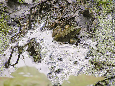 Frog - State of Pennsylvania - USA-CANADA. Photo #12535