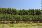 Plantaciones de eucaliptos - Foto #35991