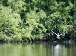 Garza blanca en vuelo en el lago del parque Rivera - Foto #57923
