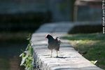 Pollona negra en el parque Rivera. Common Gallinule - Foto #57919