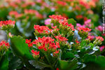 Kalanchoe rojo - Foto #72118