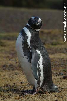 Pingüino magallánico - Provincia de Chubut - ARGENTINA. Foto No. 5450