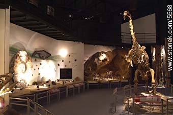 Museo paleontológico de Trelew - Provincia de Chubut - ARGENTINA. Foto No. 5568