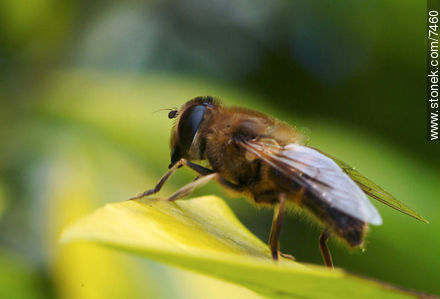  - Fauna - IMÁGENES VARIAS. Foto No. 7460