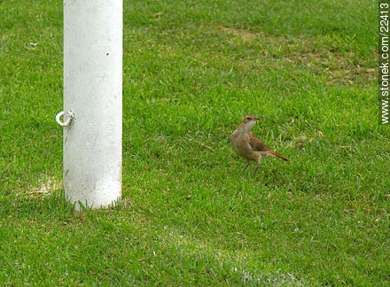 Hornero - Fauna - IMÁGENES VARIAS. Foto No. 22413