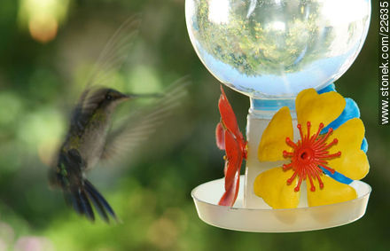 Colibrí o picaflor - Fauna - IMÁGENES VARIAS. Foto No. 22635