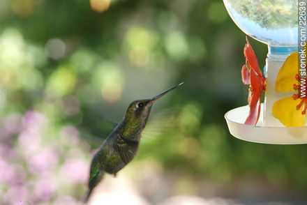 Colibrí o picaflor - Fauna - IMÁGENES VARIAS. Foto No. 22639