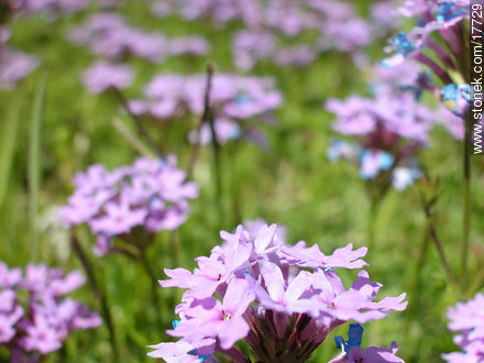  - Flora - IMÁGENES VARIAS. Foto No. 17729