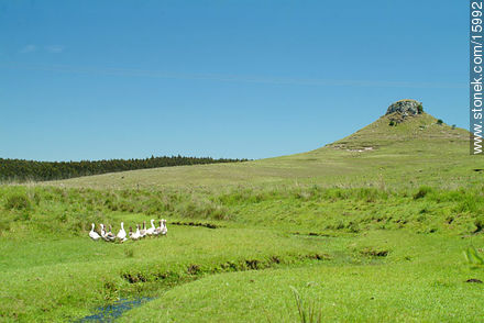 Cerro Batoví. - Departamento de Tacuarembó - URUGUAY. Foto No. 15992