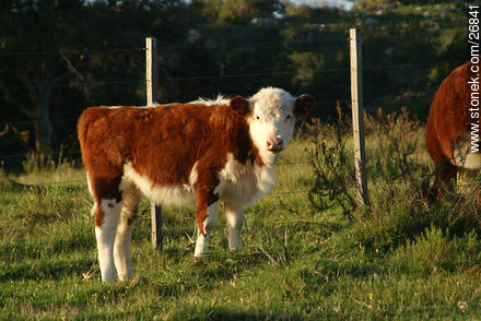 Hereford calf - Lavalleja - URUGUAY. Photo #26841