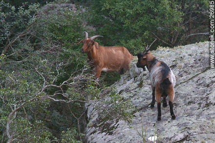 Goat, Spanish Ibex - Lavalleja - URUGUAY. Photo #26985