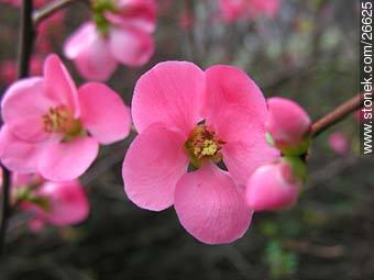 Garden quince tree - Flora - MORE IMAGES. Photo #26625