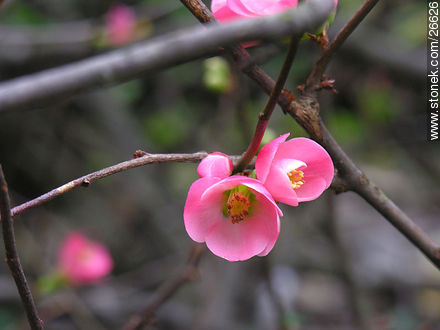 Garden quince tree - Flora - MORE IMAGES. Photo #26626