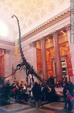 Natural History Museum - State of New York - USA-CANADA. Photo #2007