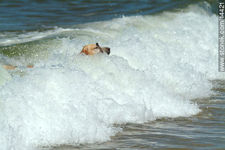 Perro-posta entre las olas - Fauna - IMÁGENES VARIAS. Foto No. 14421