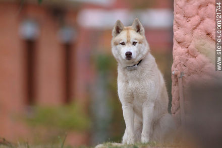 Siberian Husky - Fauna - MORE IMAGES. Photo #21744