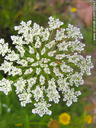  - Flora - IMÁGENES VARIAS. Foto No. 22047