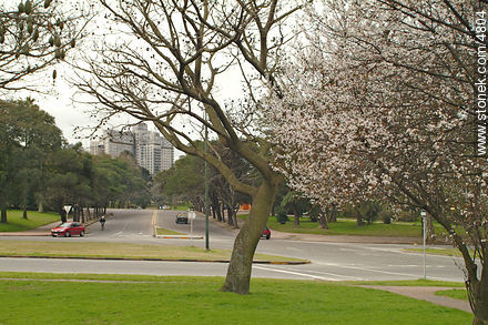  - Department of Montevideo - URUGUAY. Photo #4804