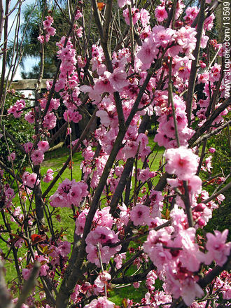  - Flora - IMÁGENES VARIAS. Foto No. 13599