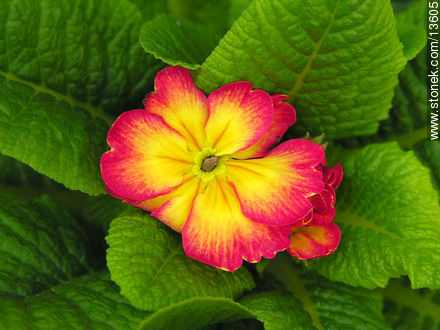 Primrose - Flora - MORE IMAGES. Photo #13605