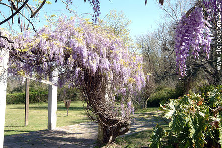 Glicinas en flor - Departamento de Florida - URUGUAY. Foto No. 24047