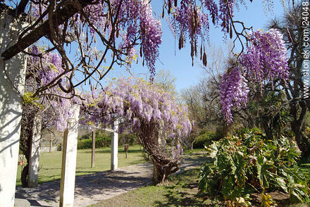 Glicinas en flor - Departamento de Florida - URUGUAY. Foto No. 24048