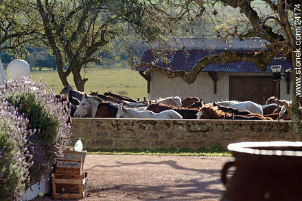 Caballos - Departamento de Florida - URUGUAY. Foto No. 24174