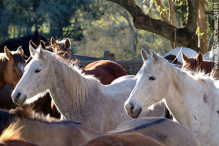 Caballos - Departamento de Florida - URUGUAY. Foto No. 24181