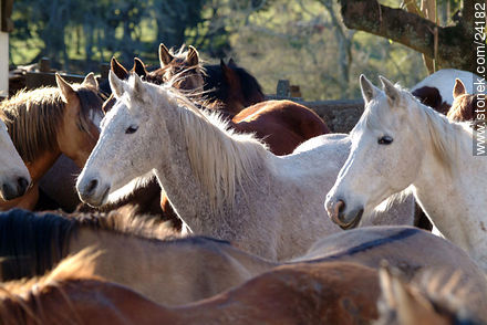 Caballos - Departamento de Florida - URUGUAY. Foto No. 24182