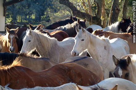  - Department of Florida - URUGUAY. Photo #24183