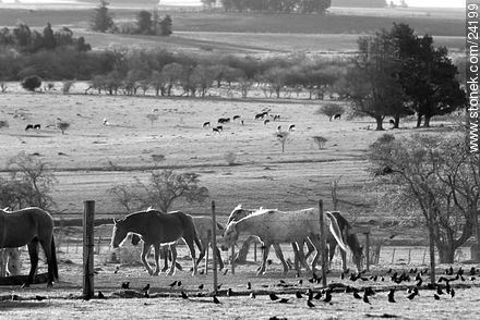 Caballos comiendo al atardecer - Departamento de Florida - URUGUAY. Foto No. 24199