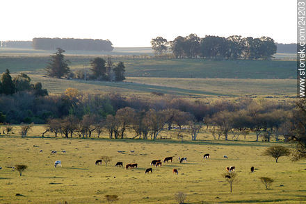  - Departamento de Florida - URUGUAY. Foto No. 24203