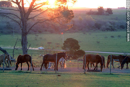  - Department of Florida - URUGUAY. Photo #24210